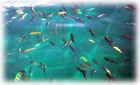peixes